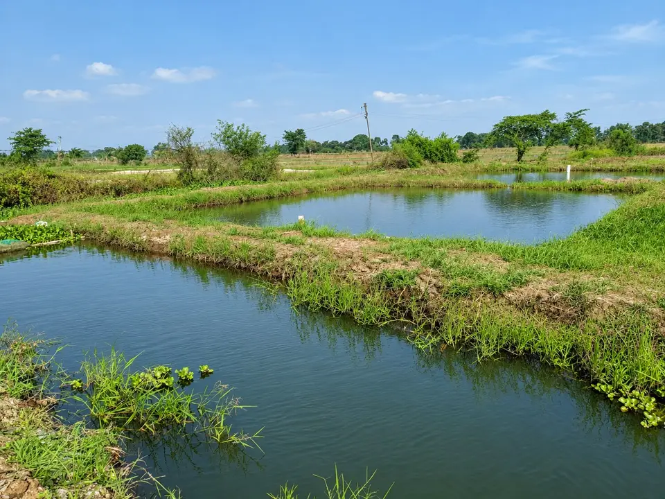 Kolam budidaya earthen outdoor PT. Mina Agro Sukses di Subang