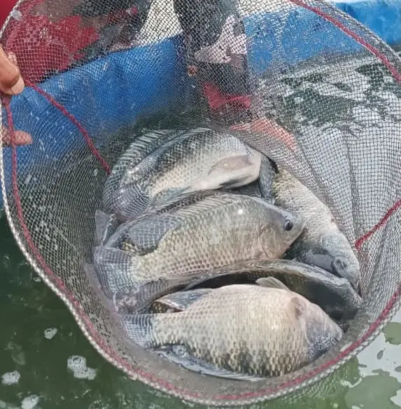 Ikan nila segar dalam jaring panen hasil pemeriksaan kualitas budidaya