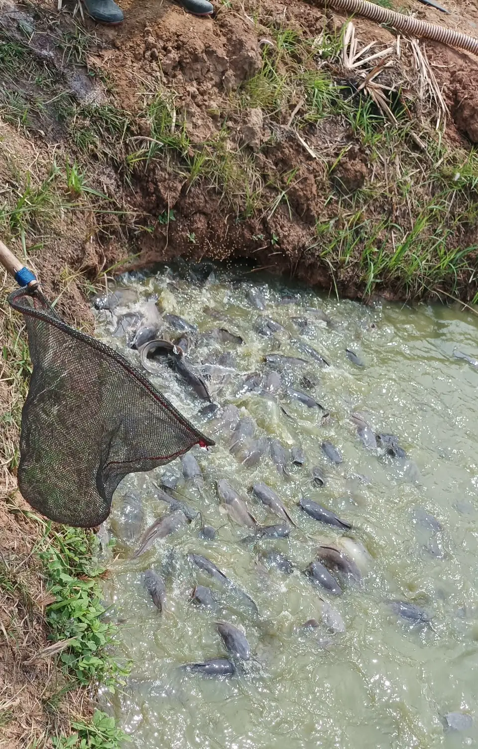 Serok digunakan di kolam berisi ikan lele yang berkumpul