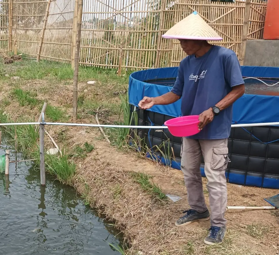 Peternak menyebar pakan ikan di kolam budidaya Mina Agro Sukses