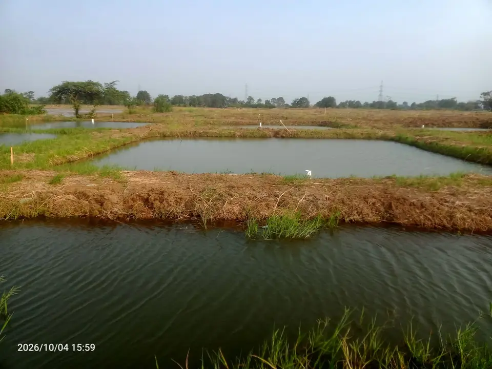 Area kolam budidaya ikan PT. Mina Agro Sukses