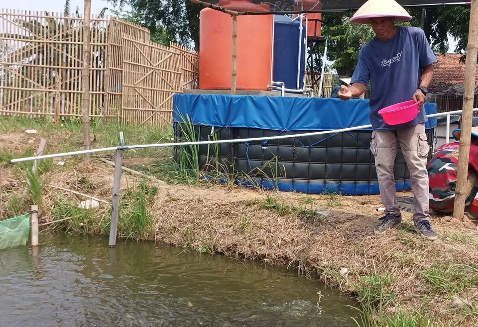 Peternak memberi pakan ikan dengan mangkuk kecil di kolam terpal