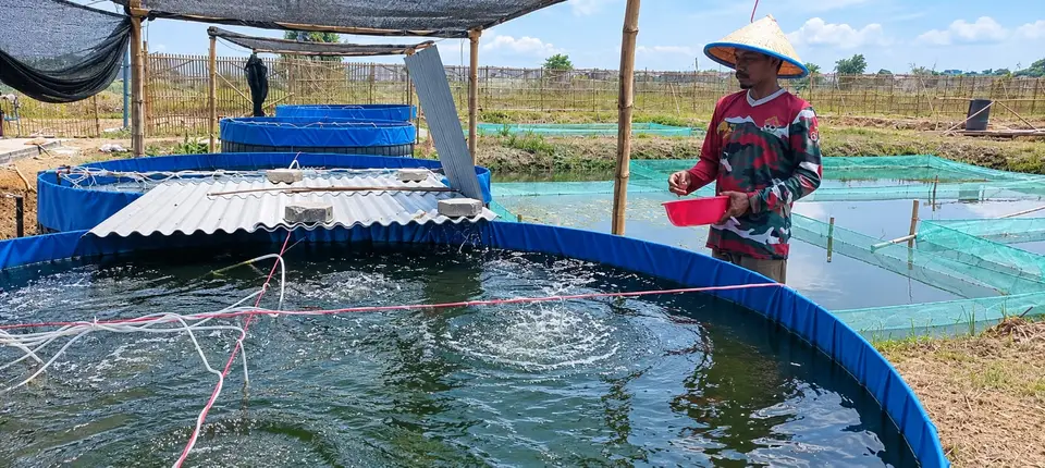 Kolam budidaya PT. Mina Agro Sukses di Subang, Jawa Barat