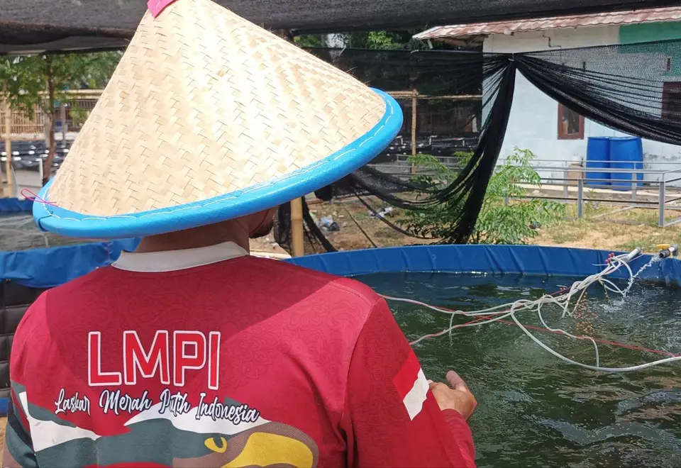 Peternak Mina Agro Sukses merawat kolam budidaya