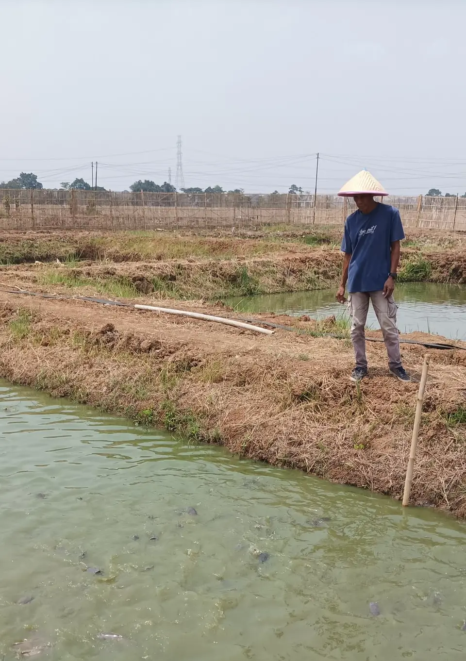 Peternak berdiri di tepi kolam tanah memantau ikan