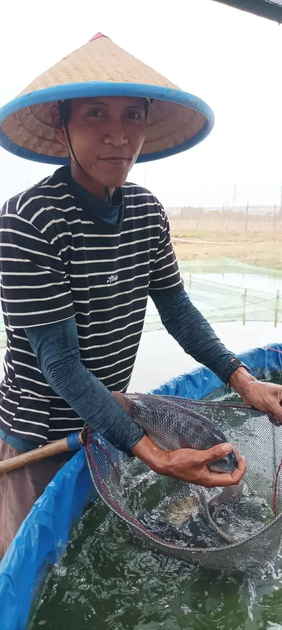 Peternak memeriksa ikan dengan serok di kolam terpal