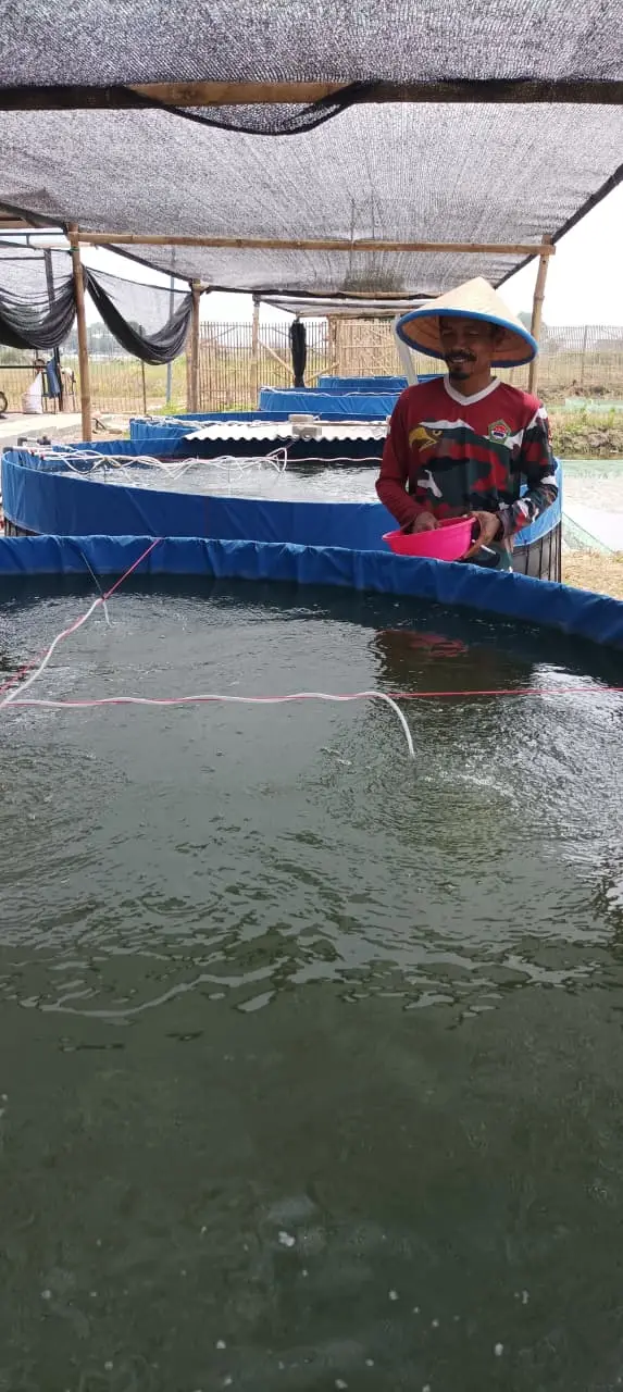Peternak memberi pakan di kolam terpal berbawah naungan