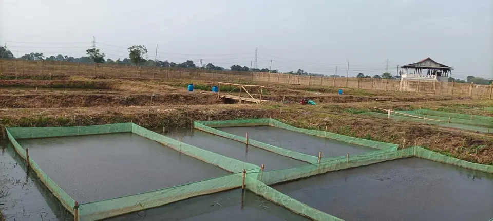 Sederet kolam budidaya berjaring pelindung di area Rancamulya, Patokbeusi, Subang